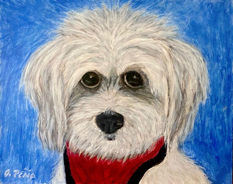 Little Guy with a Big Personality Havanese - Acrylic on art board. 10w x 8H - Commission 